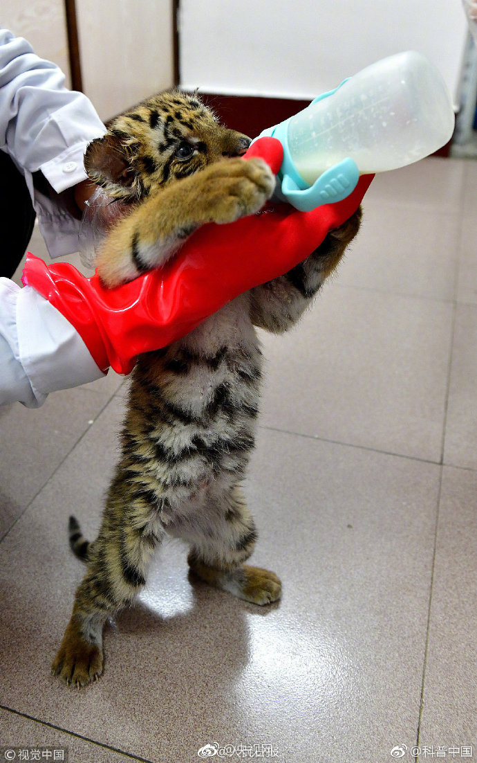 散户,狂:热再起，市场逼近“阶段性顶部”？