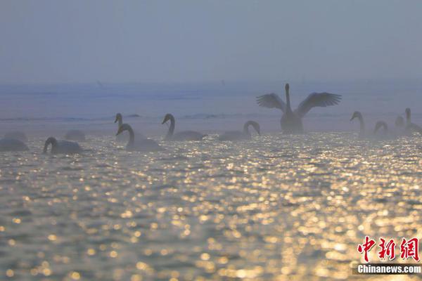 开创电{气}：截,至11月28日公司股东总数为5504户